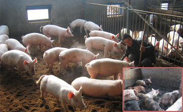 发酵床养猪干净、卫生
