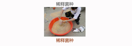 微生物发酵饲料:稀释菌种