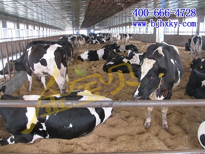发酵床养牛