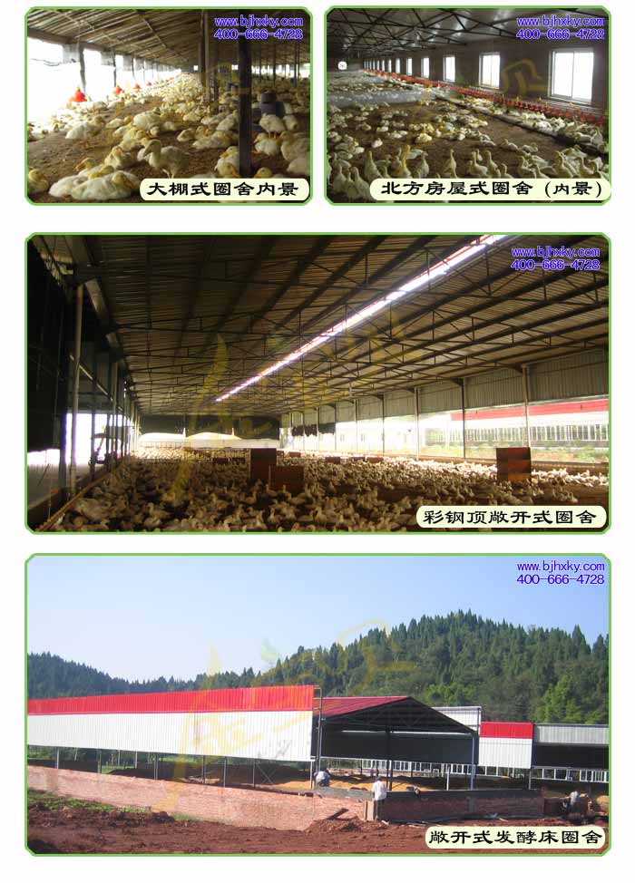 发酵床养鸭菌种