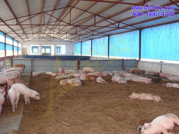 [青海发酵床]青海天成年出栏50000头发酵床养猪基地