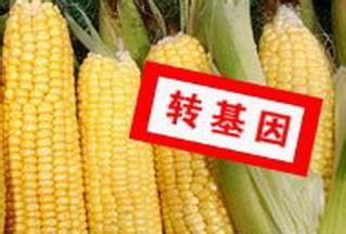 转基因食品安全问题再次受到广泛的关注