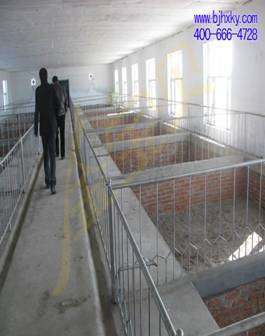 母猪圈舍内部设计示意图